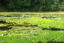 pistya_002.webp