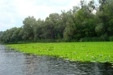 pistya_003.webp