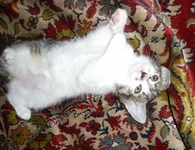 PIC_0004.webp
