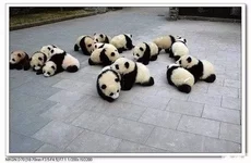 018_panda.jpg