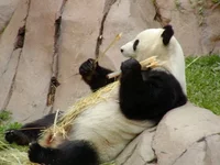 PandaOnBack-m.webp