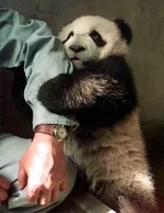 baby_panda_holds_handarm.jpg
