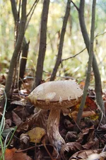 DSC_0835.jpg