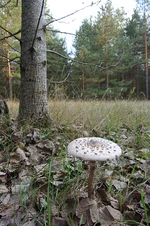 DSC_0841.jpg
