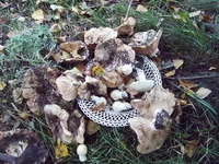 PIC_0128.JPG
