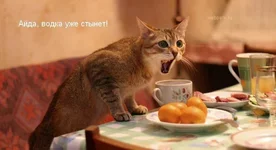 1178865589_8.webp