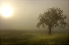 tree_soft.webp