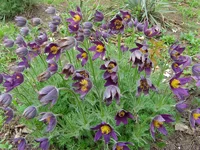 v10.webp