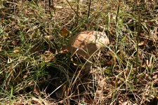 Picture 028.webp