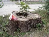 DSC02129_resize.webp
