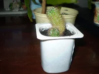 PA080259.webp