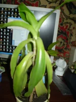 PA080261.webp
