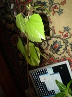 PA080263.webp