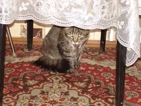 DSC08468.JPG