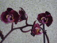 P7110102.jpg