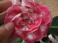 IMG_1604.jpg1.webp