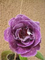 IMG_1616.jpg1.webp