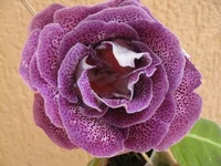 IMG_1619.jpg1.webp