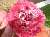IMG_1567.jpg1.webp