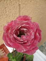IMG_1578.jpg1.webp