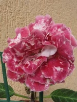 IMG_1587.jpg1.webp
