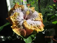 Creole Lady_веч.webp
