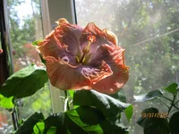 Creole Lady_утром.webp