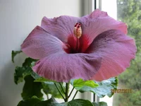 Song Sung Blue.webp