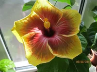 T_Imperial Topaz.webp