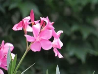 IMG_0363-1.webp