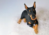 dog-8-4.webp