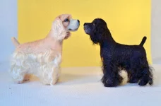 dog-7-3.webp
