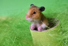 hamster-2-4.webp