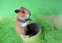 hamster-2-6.webp