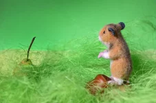 hamster-2-9.webp