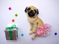 pug-2-3.webp