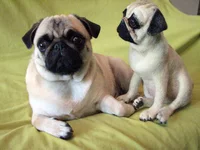 pug-6.webp