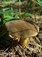 DSCN0409.webp