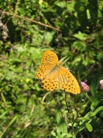 IMG_2535.JPG