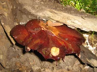 IMG_2558.JPG
