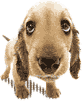 animals_pes.gif