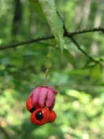 IMG_4095~1.webp