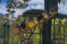 xarkov-zoopark-feldmana-ekopark-foto-31.webp