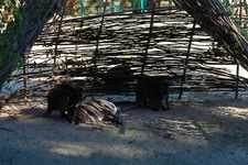 xarkov-feldman-ecopark-foto-9.webp