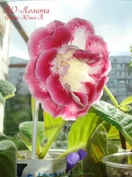 -Лолита6.webp