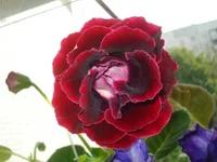 Gregory Mendel6.webp