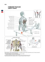 как-накачать-трицепс-отжиманиями.jpg