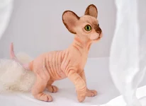 cat-13-5.webp
