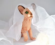 cat-13-13.webp