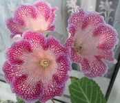  метель.webp